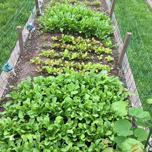 Cyndi Rudisill — Salad garden