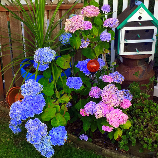 Lyn McNees — Hydrangea