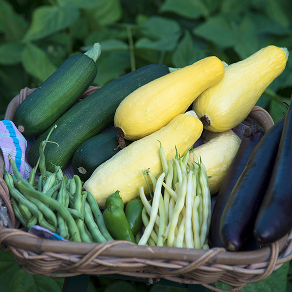 David Caras — Vegetables