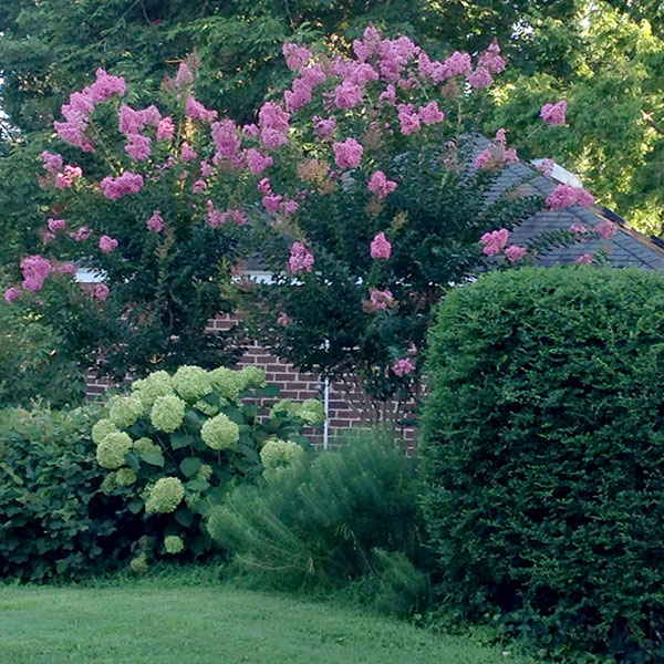 Carolyn Roof — Crape myrtle and hydrangea