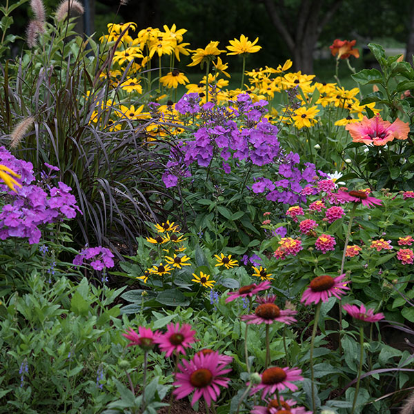 Sally Ferguson — Garden bed