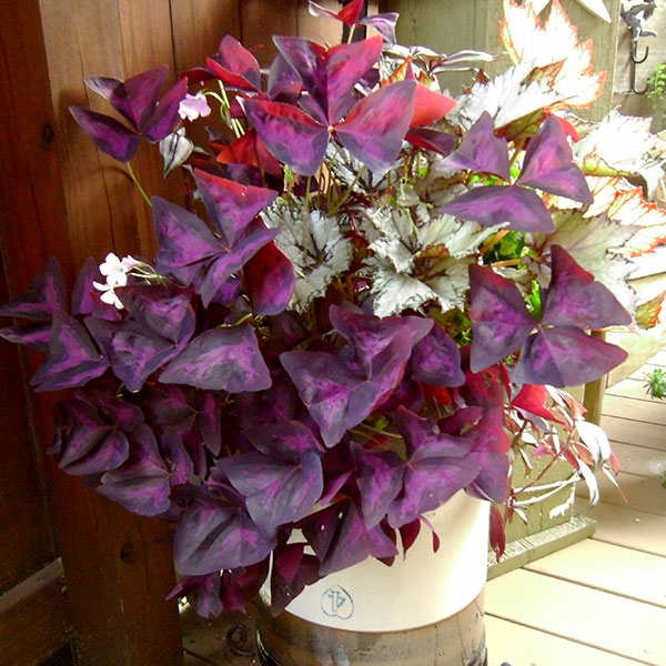 Kathy Talhelm — Shade containers
