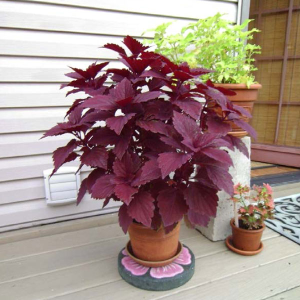 Cyndi Rudisill — Coleus