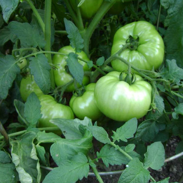 Cyndi Rudisill — Tomatoes