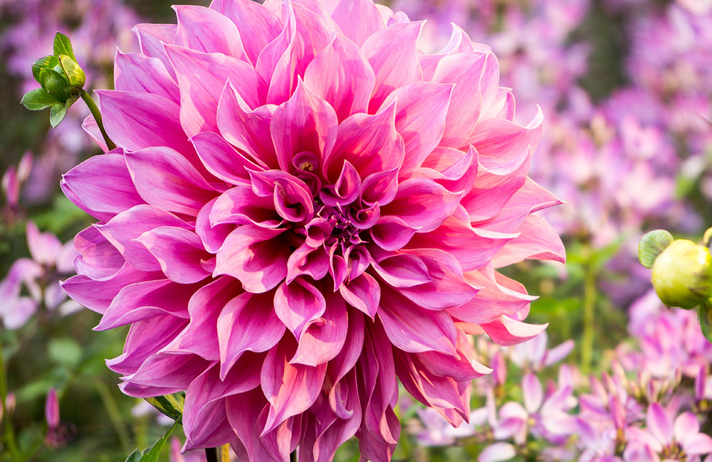 Magenta dahlia flowers in natural summer light