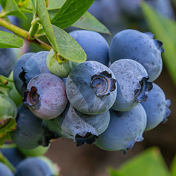 Fruit
