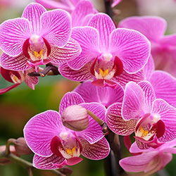 Orchids