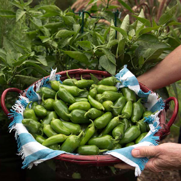 David Caras — Jalapeño peppers