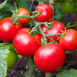 Vegetables